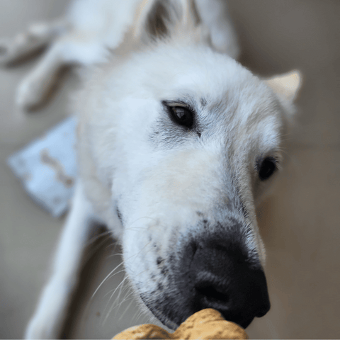 Galletas para perritos de maní