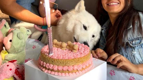 Pastel de cumpleaños para perro