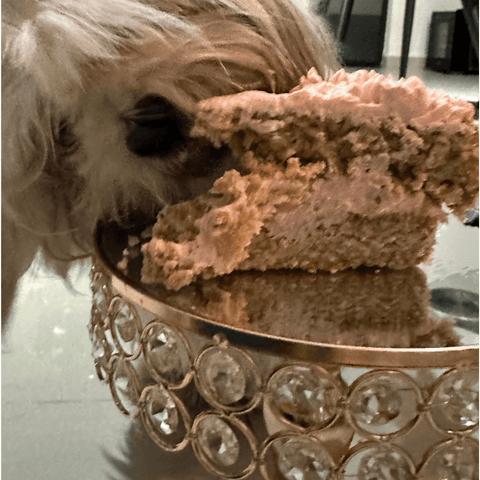 Pastel de cumpleaños para perro