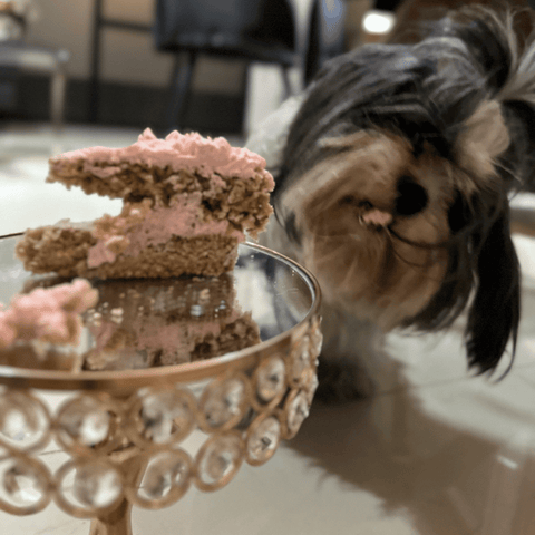 Pastel de cumpleaños para perro
