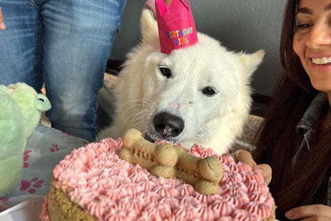Pasteles de cumpleaños para perritos