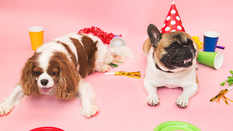 Repostería canina en CDMX